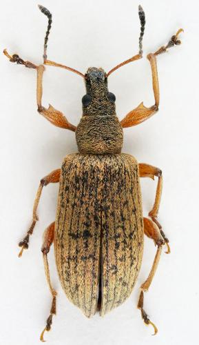 Réf. 184 358 : Phyllobius glaucus